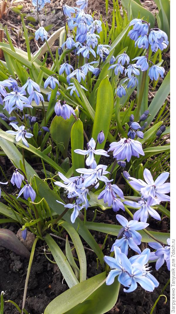 Scilla sibirica.