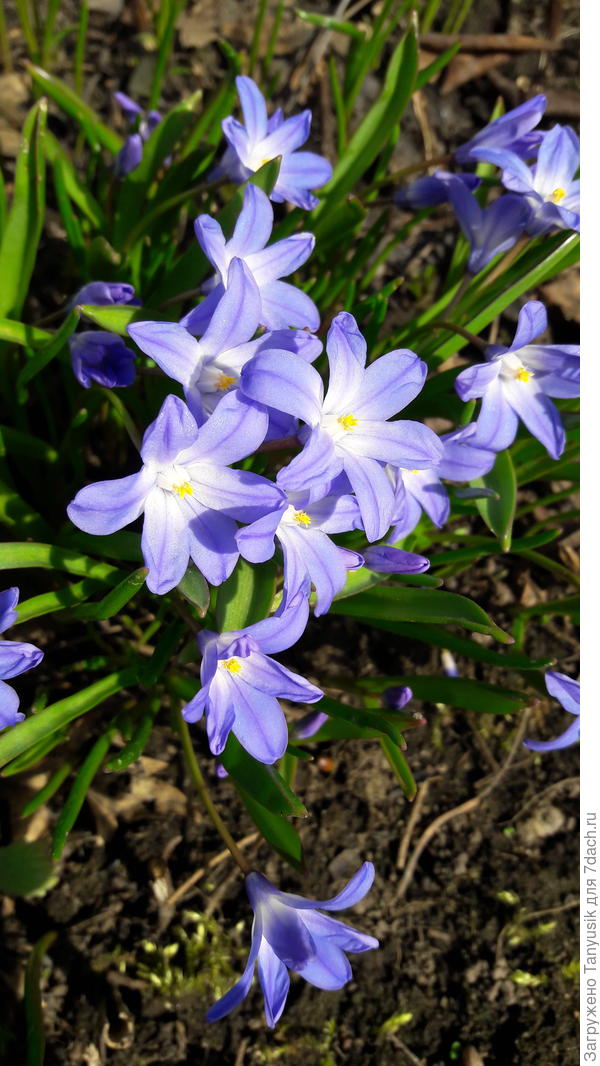 Chionodoxa