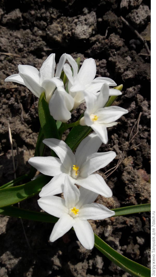 Chionodoxa