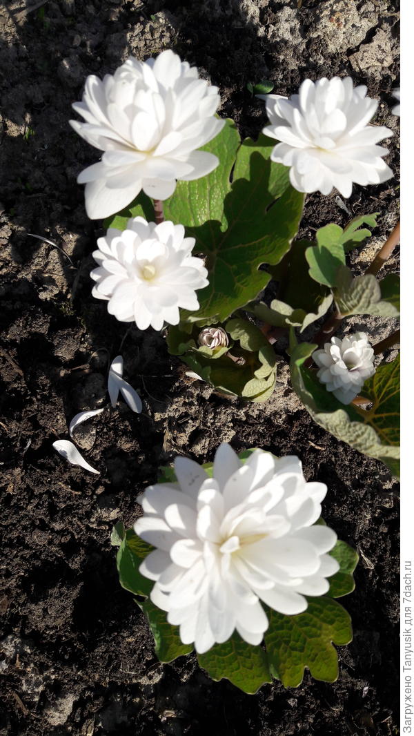 Sanguinaria canadensis Flore Pleno