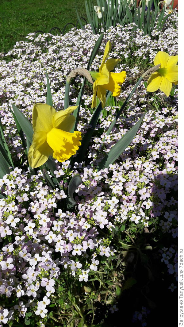 Arabis