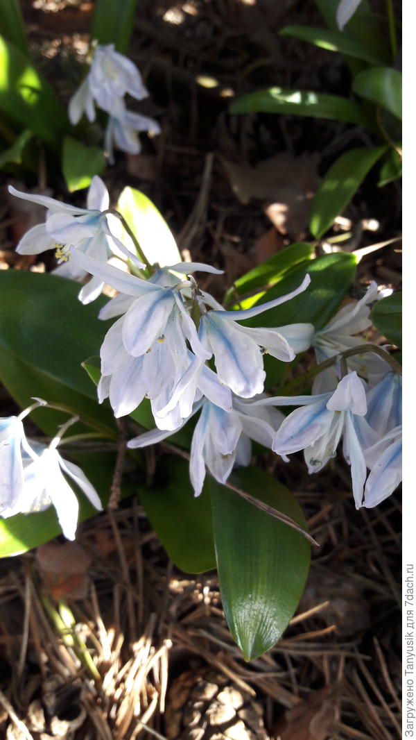 Scilla mischtschenkoana