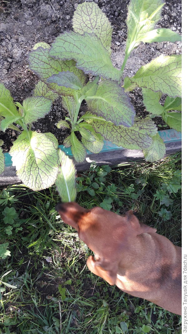 Веснушка ест Веснушку.