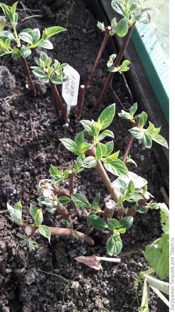 Апрельские