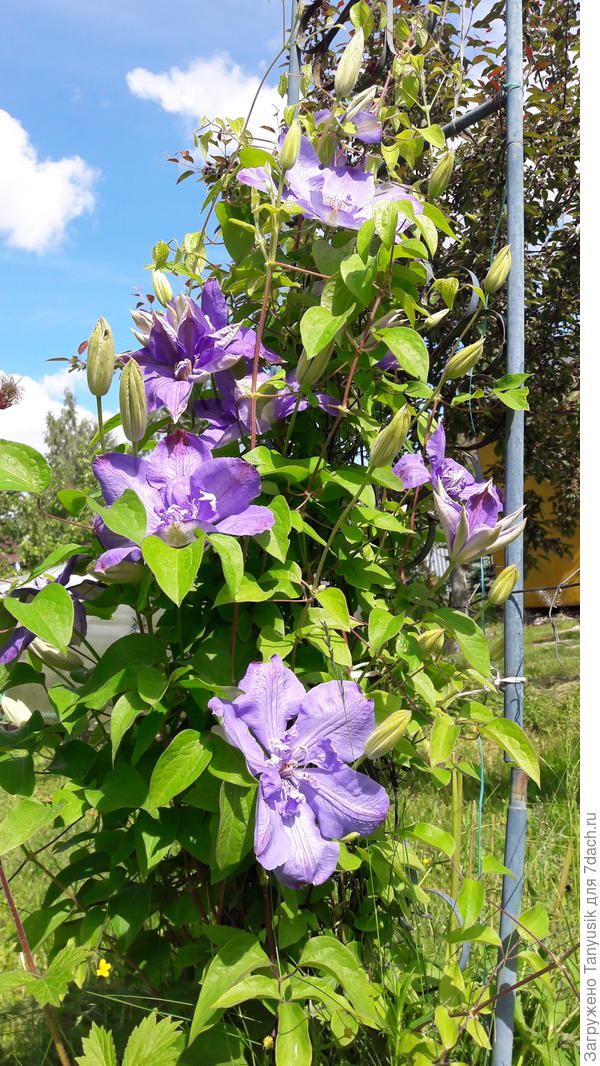 Шикардосный сейчас цветет! И всё, благодаря прекрасной земельке в муравьиной куче!