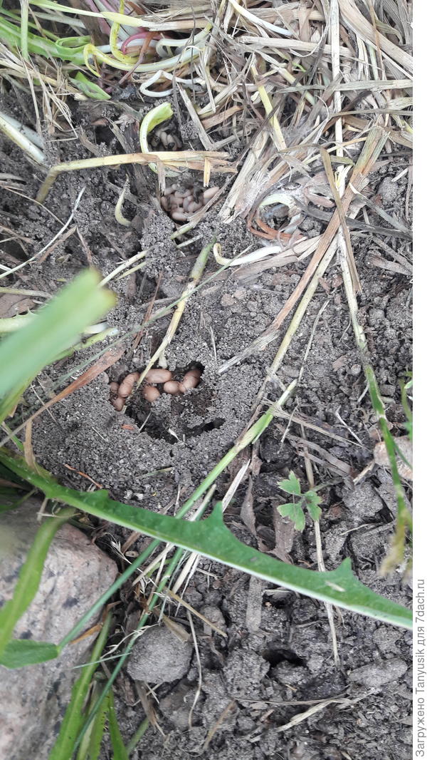 И почти под каждым камнем муравьиное гнездо.