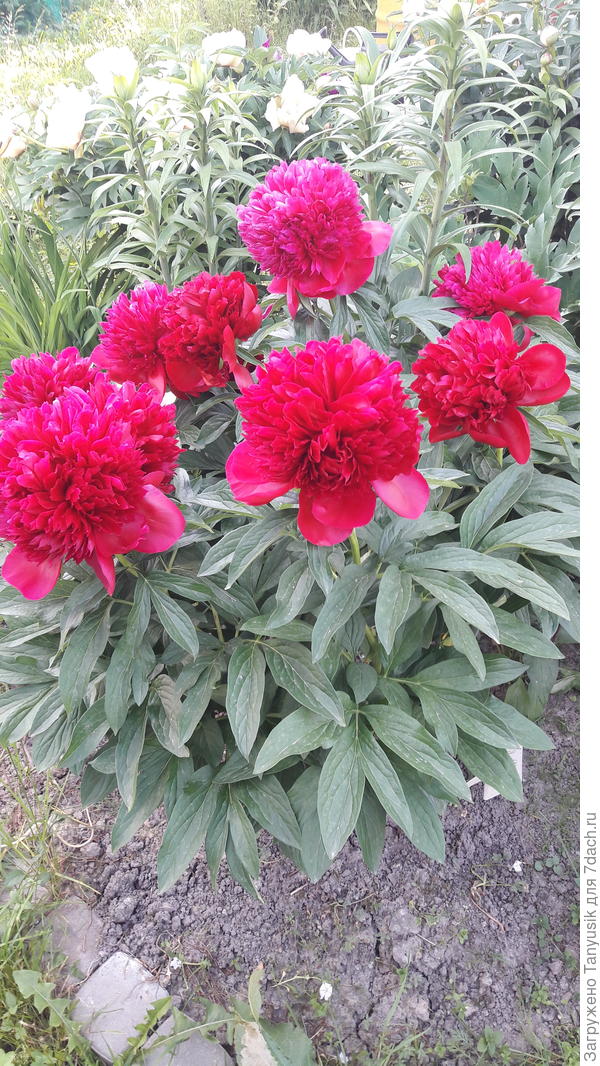 А это сейчас так шикардосно цветут некогда облизанные муравьями.