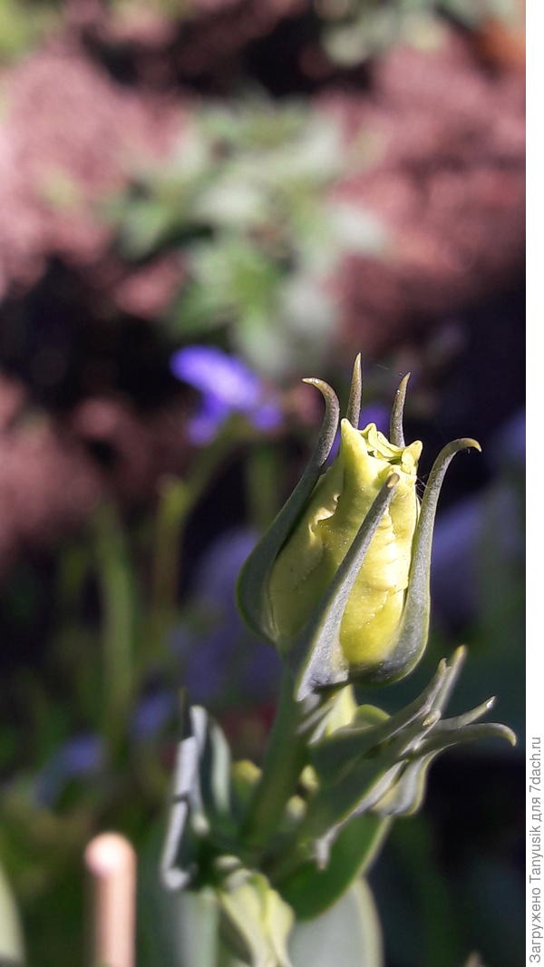 Бутончик желтенький