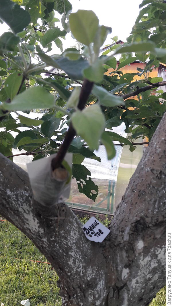 А так, уже с большими листиками, выглядят первые проклюнувшиеся.