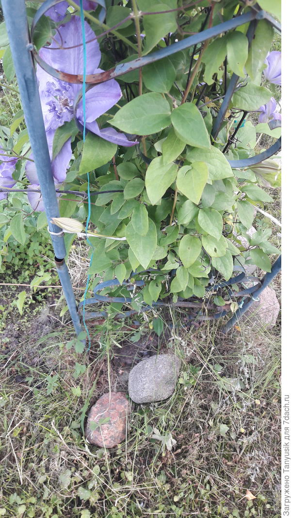 Это клематис на арке. Вниз мы кладем доя утежеления камни, чтобы арку не опрокинуло ураганным ветром. Здесь я камни уже отодвинула. Видны муравьиные ходы. Сам клематис я уже показывала.