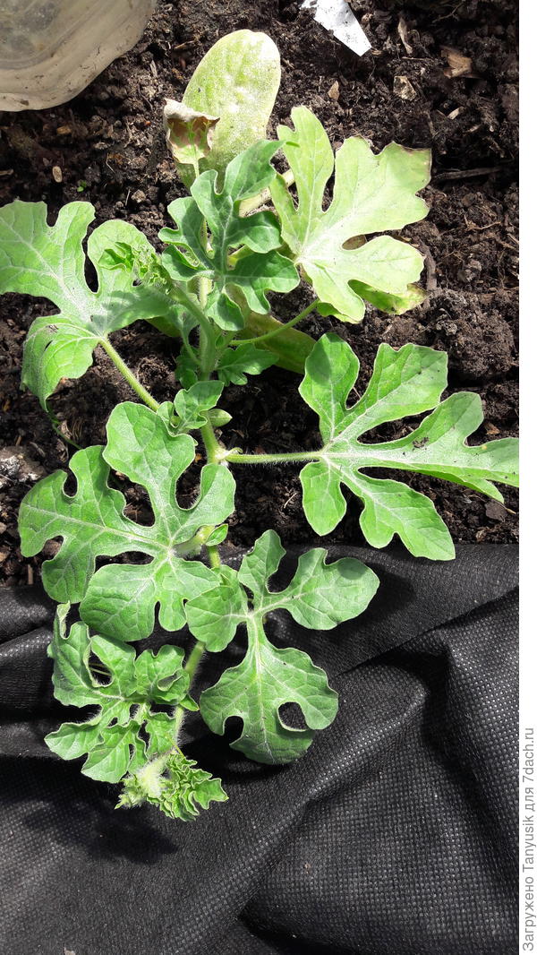 Привитый Сорбет