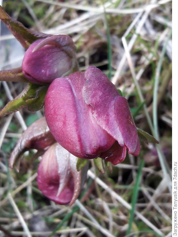 Морозник Дабл Элен Пинк расцвел в середине марта.