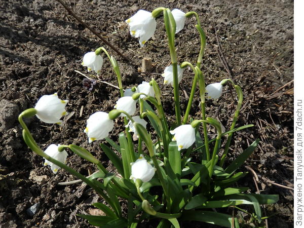 Самым первым у меня расвел белоцветник. Leucojum vernum