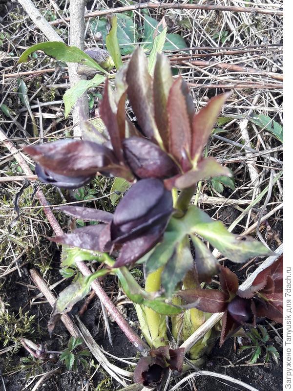 Из-за теплой погоды это расцвел в декабре. Всю зиму продержался. Потом всю весну цвел.