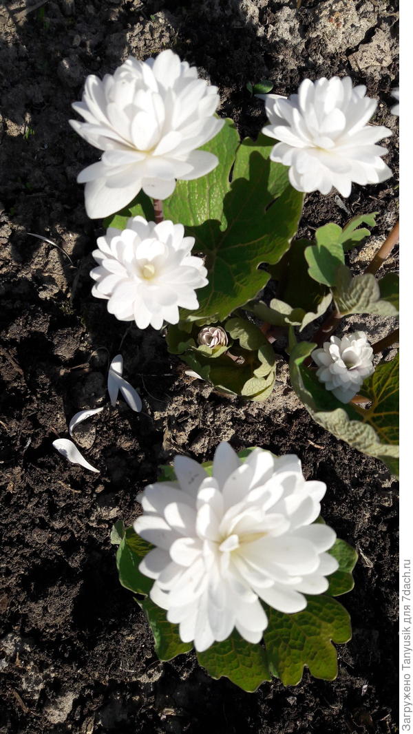 Сангвинария в моем саду.