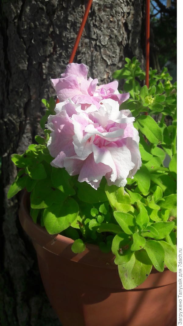 А это моя петуния.