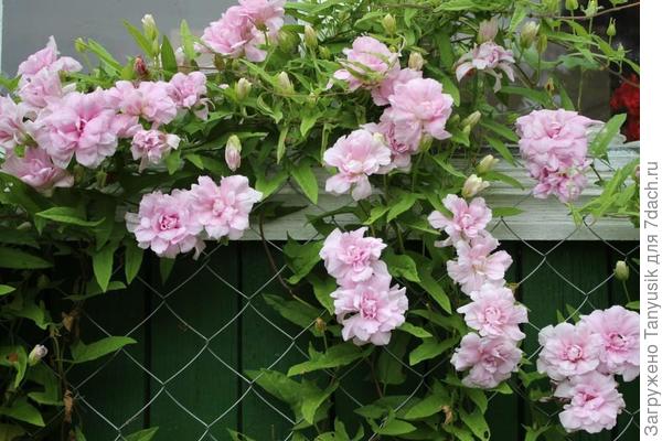 Похожа на петунию, которую я сейчас выращиваю. А это калистегия. Только не заказывайте ее в Колорлайне!