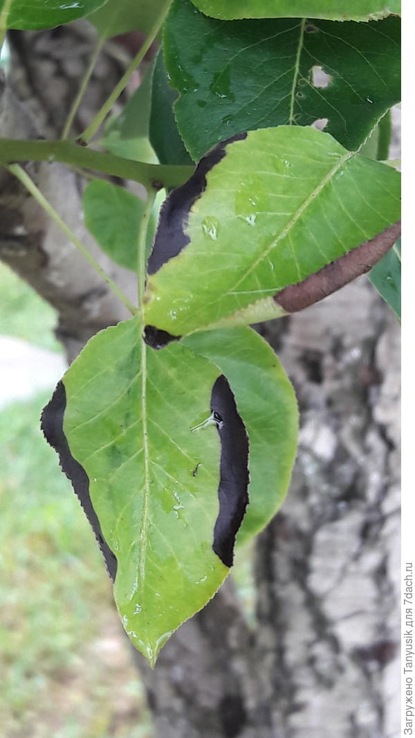 А есть по краю листа.