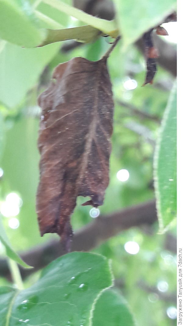 Если не обрывать листья с пятнами, то скоро весь лист чернеет