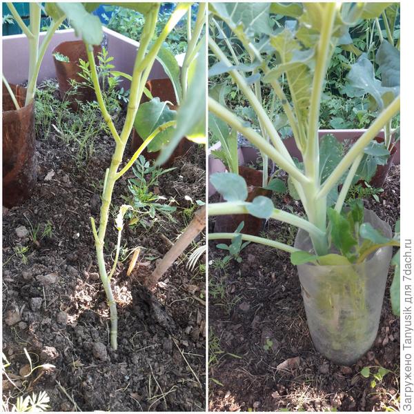 Слева - пораженная этой гадостью, уже очищенная. Справа - здоровая.