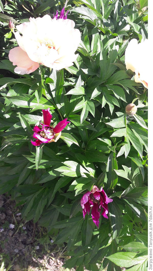 На одном пионе такие разные цветы. В первый год были только малинового цвета.