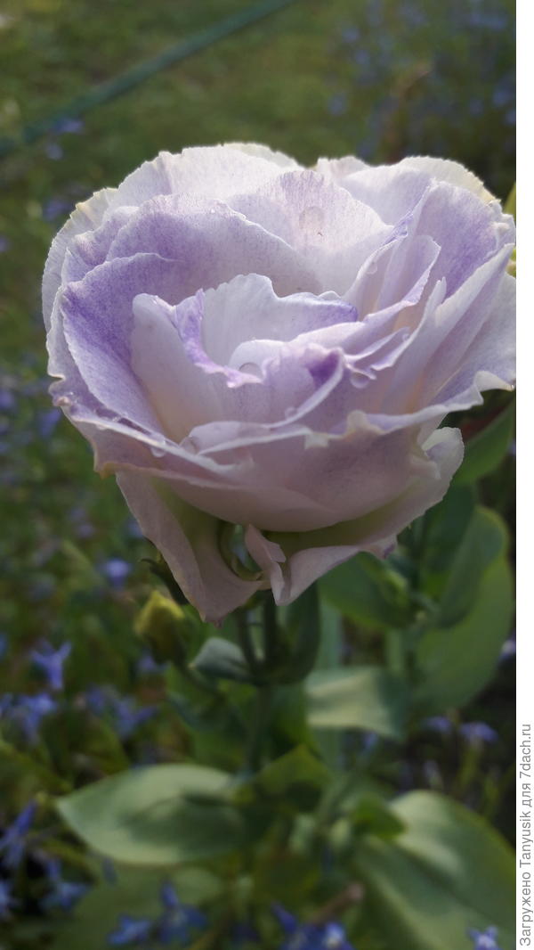 Ура! Первый расцвел!