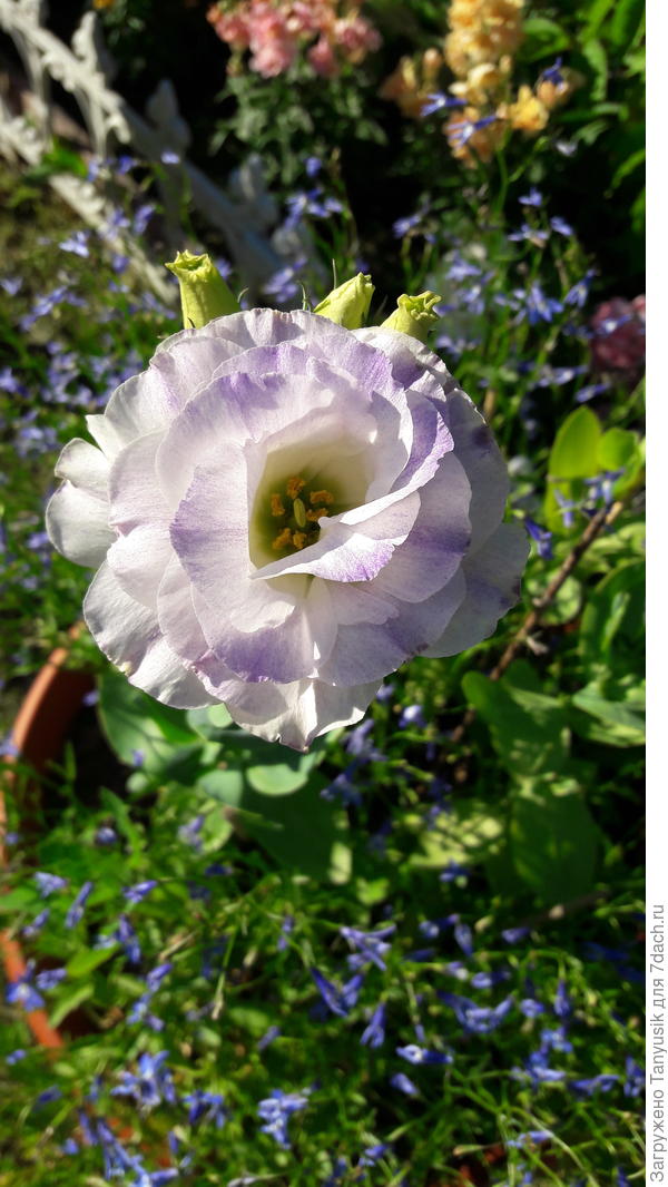 Эустома кварцевая F1.