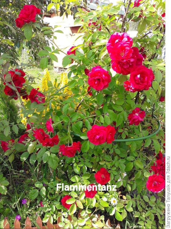 Был небольшой кустик. В нижнем левом углу видна поросль. Еще левее - арка, которая не вошла в кадр.