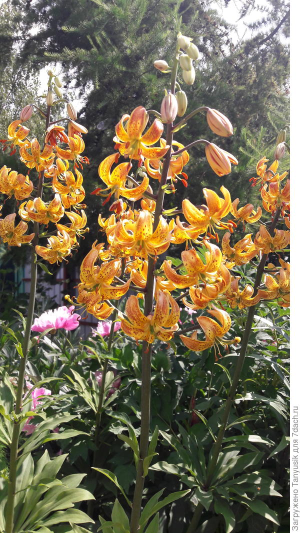 Мартагон Миссис Бэкхауз