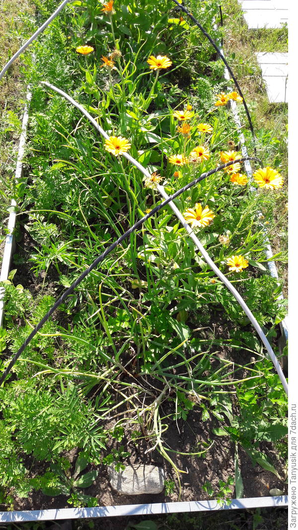 Морковь - по краям грядки. В центре - лук и календула.