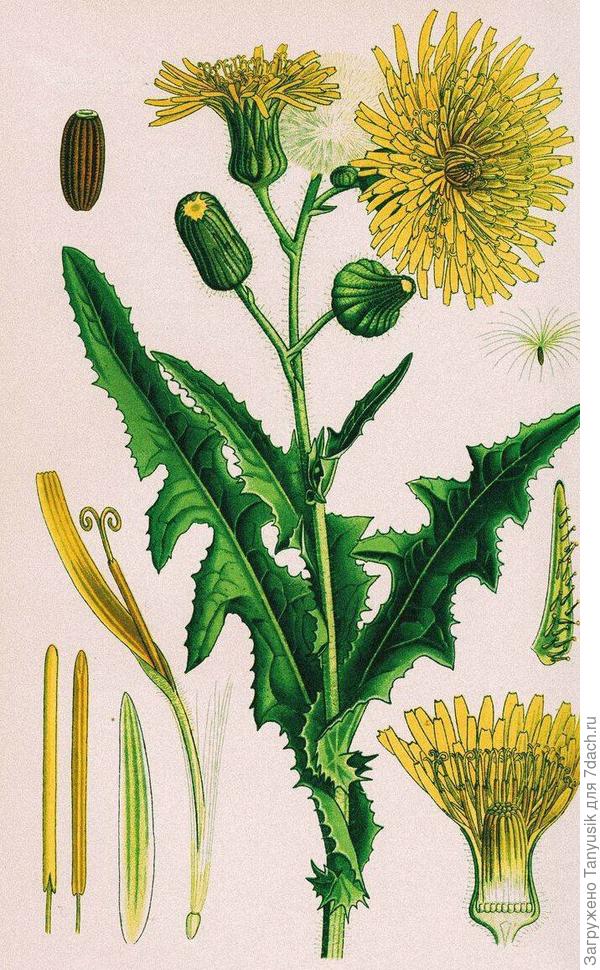 Осот огородный