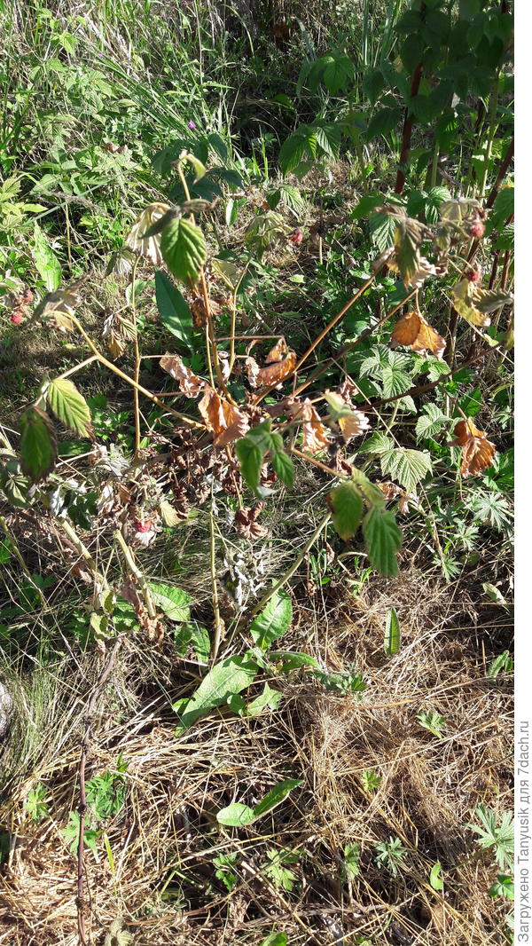 Усыхание малины.