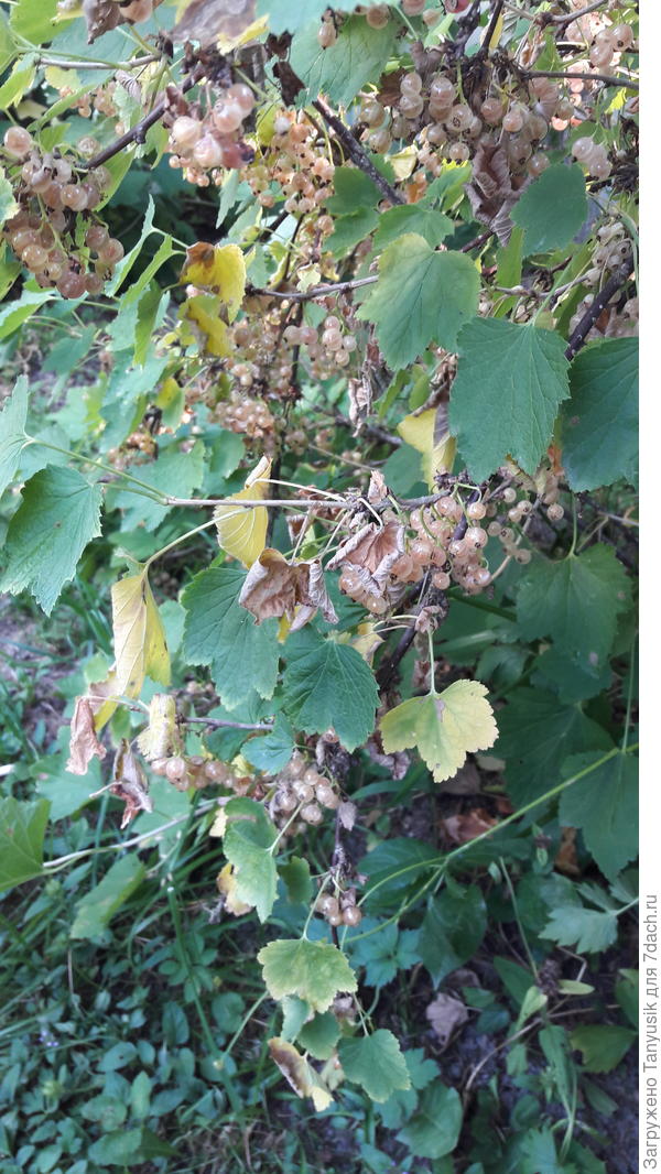 Так начинается усыхание на белой сородине. Уже пару совершенно сухих веток вырезала...(((