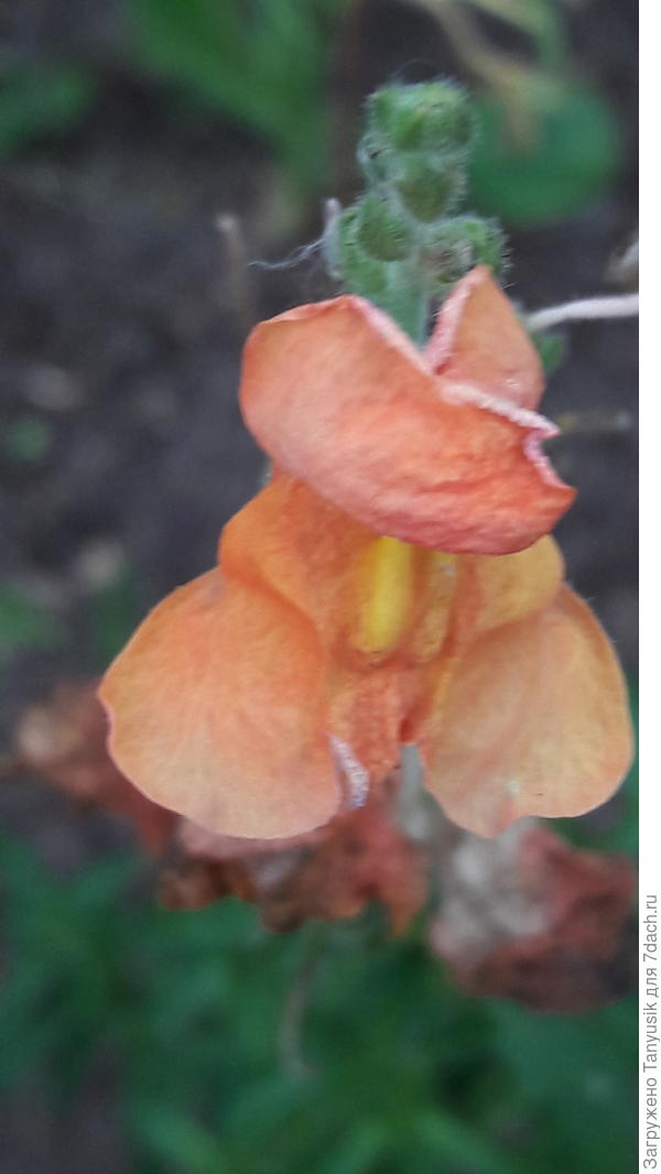 Самосев. Цвет затрудняюсь назвать.