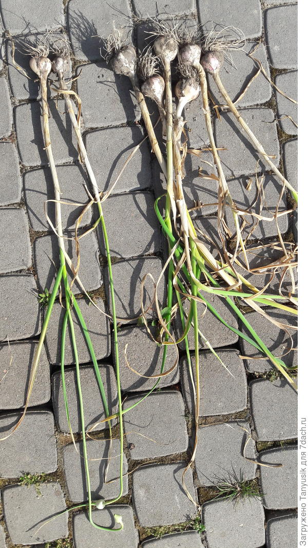 К вопросу о том, что чеснок со стрелками вырастает гораздо мельче того, у которого стрелки срезались.