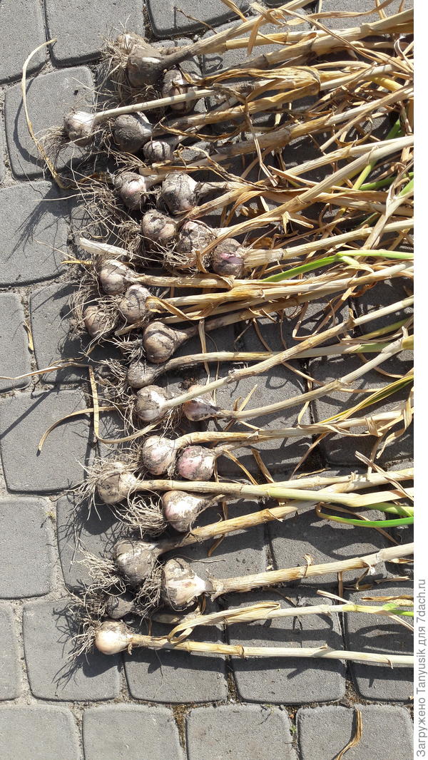 Половина урожая.