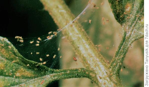 Паутинный клещ.