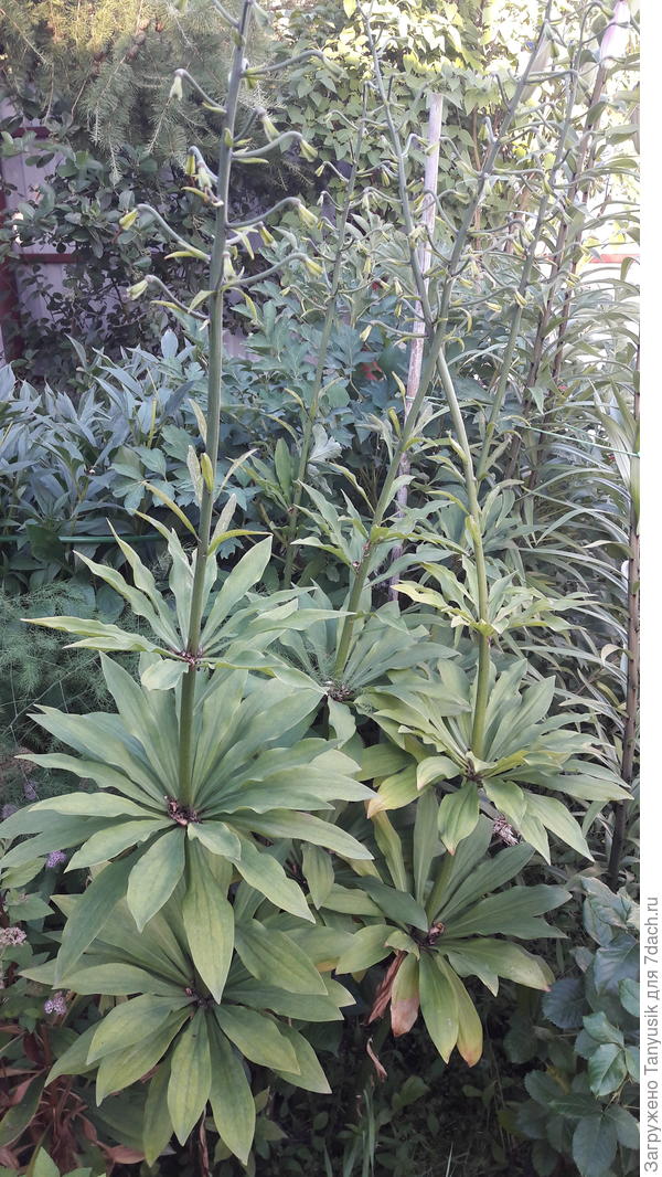 Мартогоны в тени