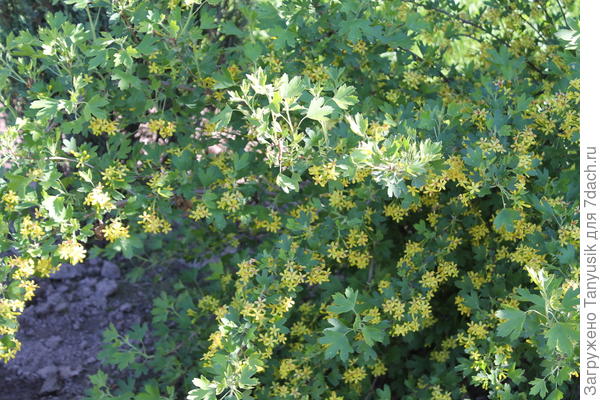 Золотистая смородина.