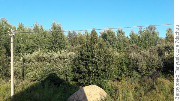 Вид из южного окна дачи. Прямо по центру - моя липа. Сажала маленьким прутиком.