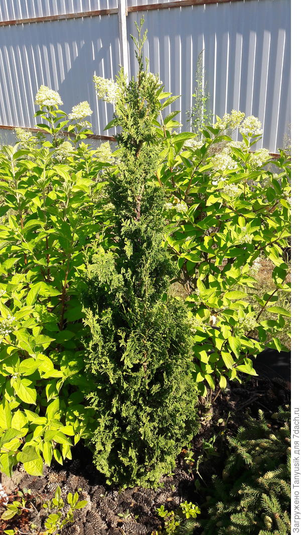 Туя западная Зматлик.