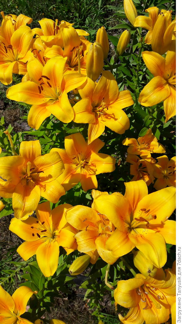 Мои апельсинки