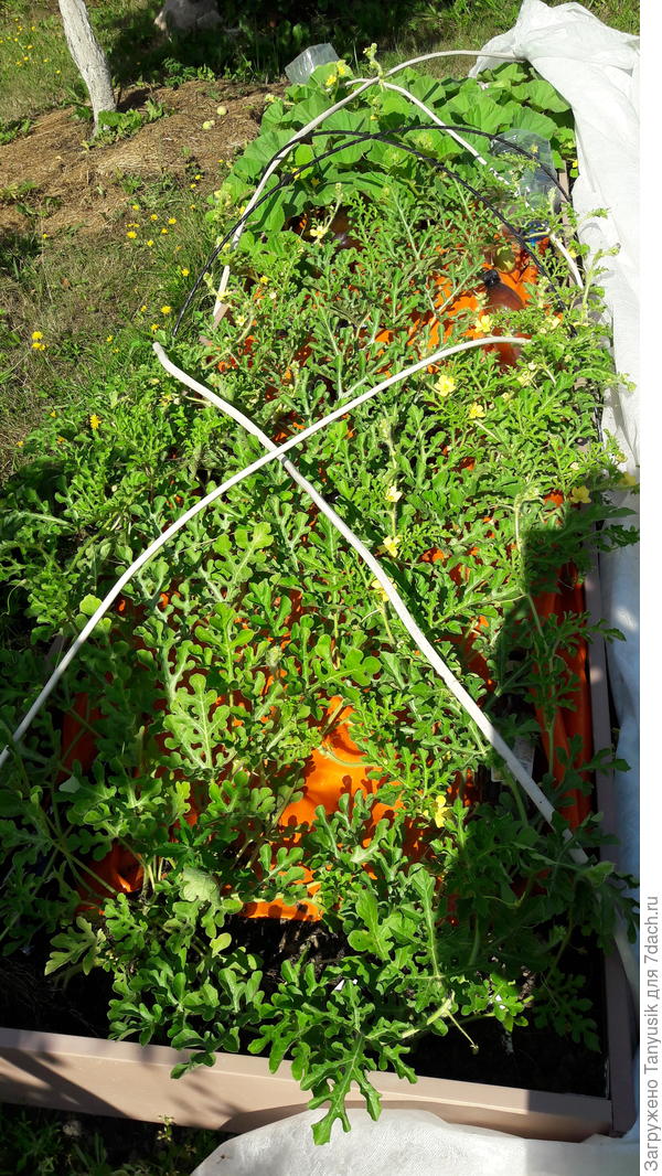 Арбузы и дыни на оранжевой.