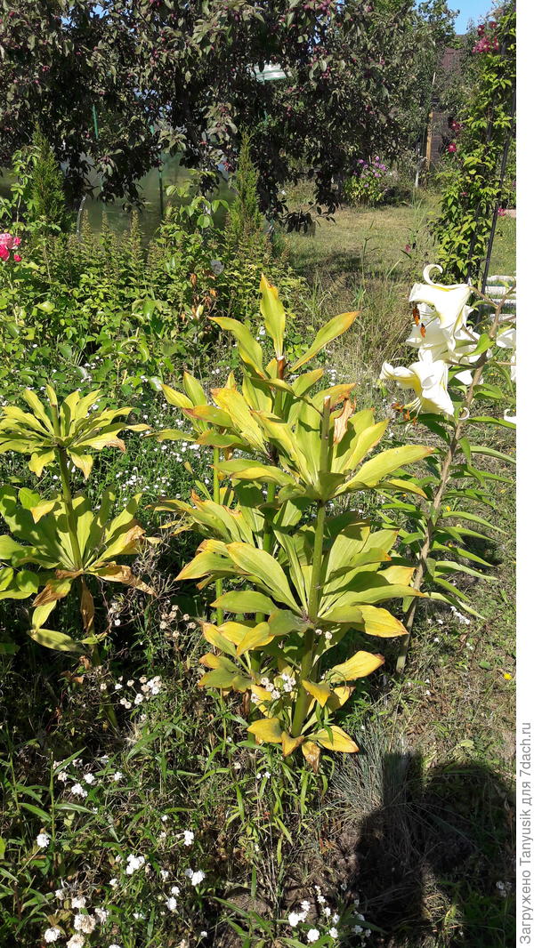 А эти на солнце. Листики поджариваются