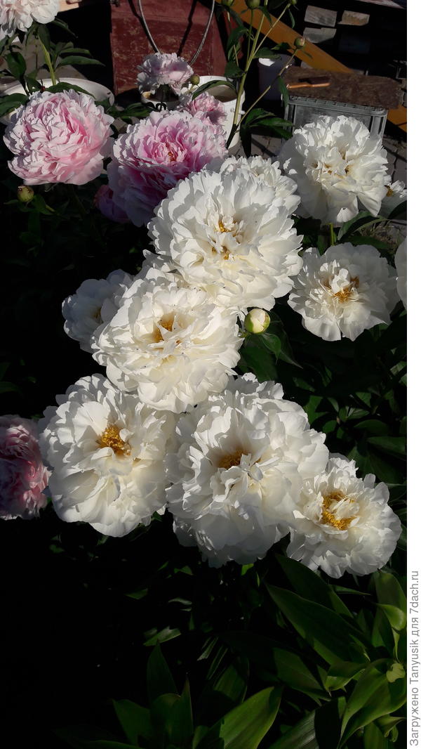 Paeonia Kelway s Glorious