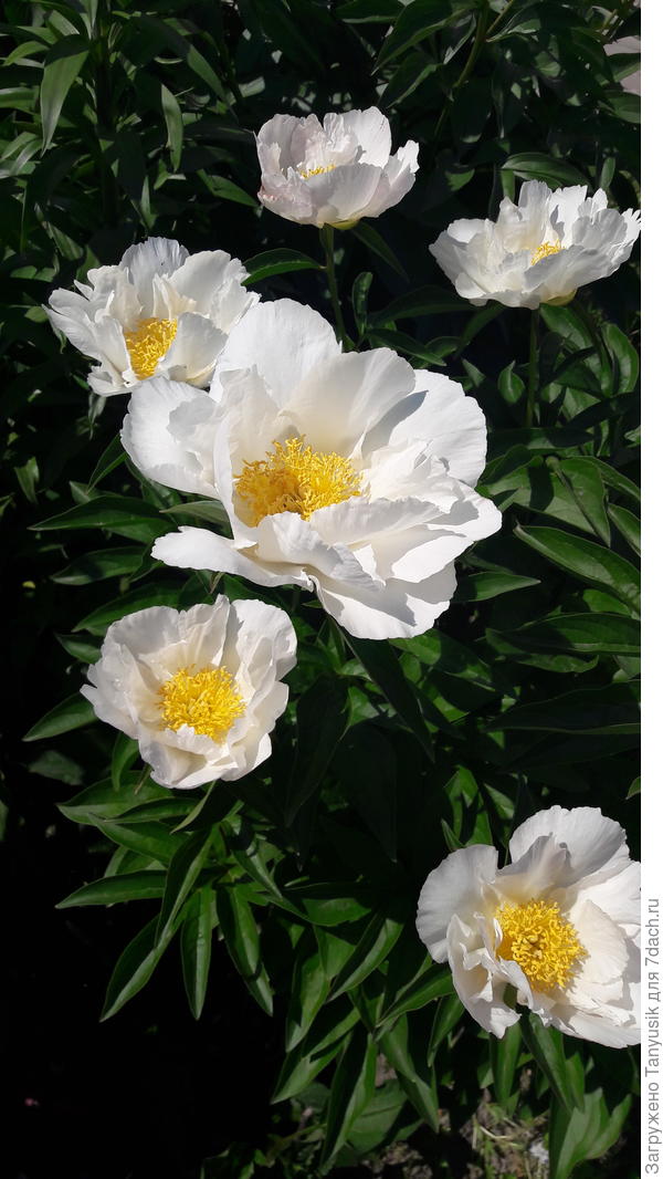 Paeonia White Wings