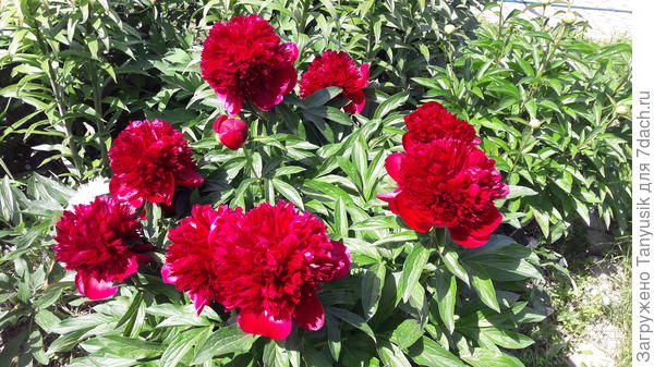 Paeonia Red Charm