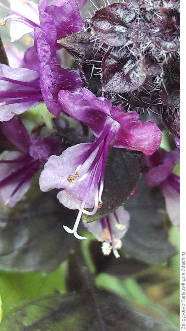 Цветочек базилика.