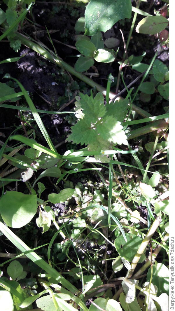 Если присмотреться, там около крапивы видна маршанция.