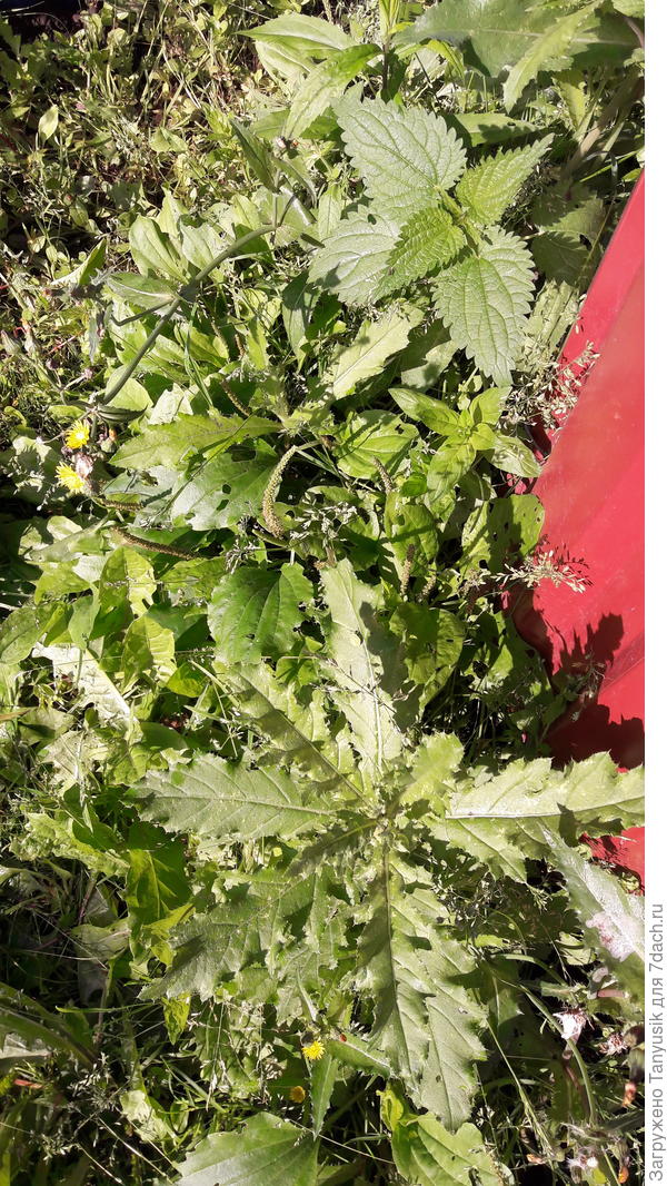 Там внутри маршанция.